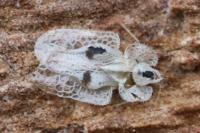 Corythucha ciliata