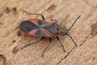 Arocatus roeselii