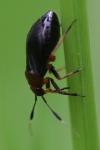 Capsus ater