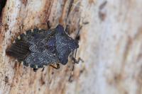 Troilus luridus