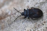Drymus ryeii