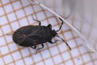 Drymus ryeii