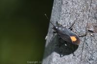 Aphanus rolandri