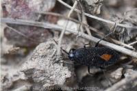 Aphanus rolandri