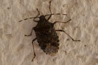 Rhaphigaster nebulosa
