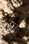Nezara viridula