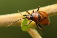 Deraeocoris ruber