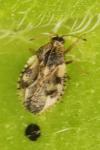 Dictyla humuli
