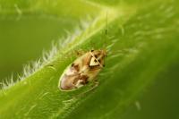 Lygus pratensis