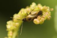 Plagiognathus arbustorum