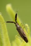 Heterotoma planicornis