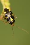 Liocoris tripustulatus