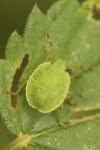 Palomena prasina