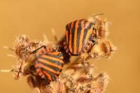 Graphosoma italicum