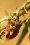 Carpocoris purpureipennis