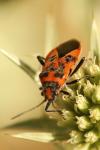 Corizus hyoscyami