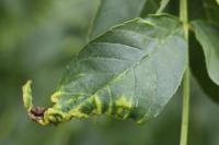 Psyllopsis