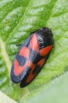 Cercopis vulnerata