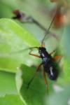 Miris striatus