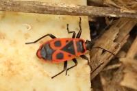 Pyrrhocoris apterus