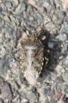 Rhaphigaster nebulosa