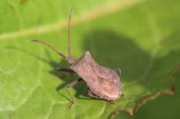 Coreus marginatus