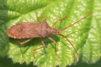 Gonocerus acuteangulatus