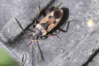 Rhyparochromus vulgaris