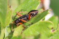 Miris striatus