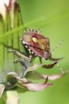 Dolycoris baccarum
