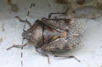 Rhaphigaster nebulosa