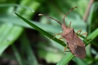Gonocerus acuteangulatus