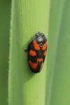 Cercopis vulnerata