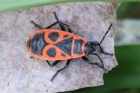 Pyrrhocoris apterus