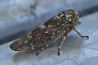 Acericerus