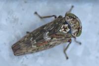 Acericerus