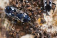 Rhyparochromus vulgaris