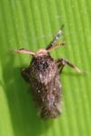 Asiraca clavicornis
