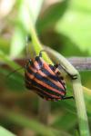 Graphosoma italicum