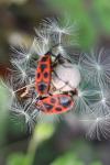Pyrrhocoris apterus