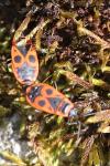 Pyrrhocoris apterus