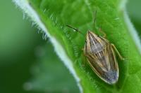 Aelia acuminata
