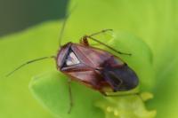 Lygus pratensis