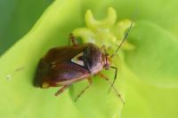 Lygus pratensis