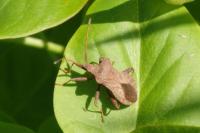 Coreus marginatus