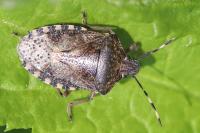 Rhaphigaster nebulosa