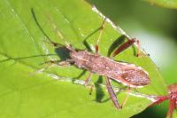 Camptopus lateralis