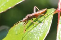 Camptopus lateralis