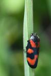 Cercopis vulnerata