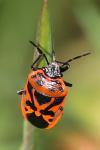 Eurydema ornata